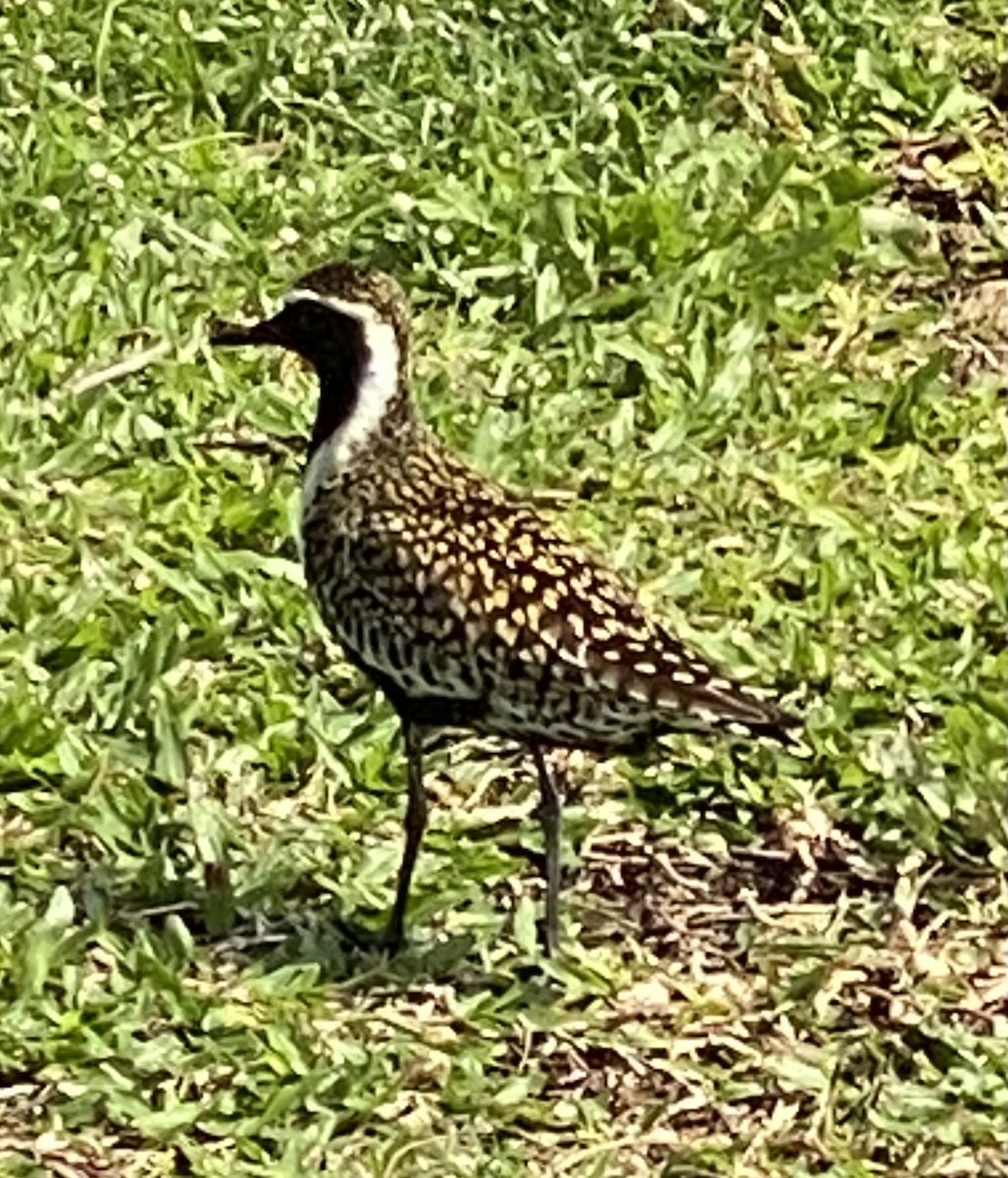 Pacific Golden-Plover - ML634623143
