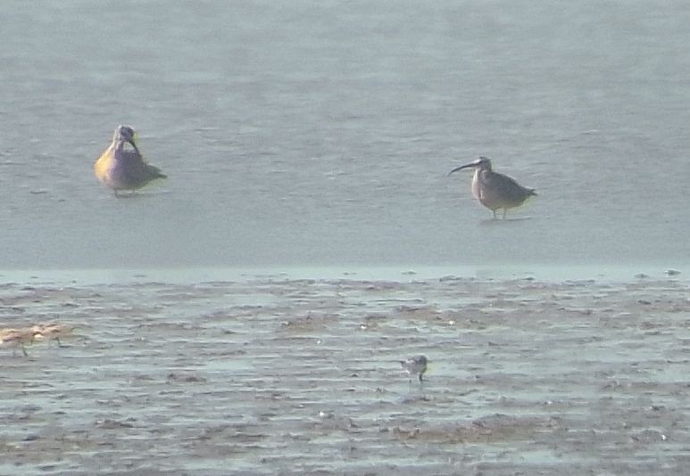 Hudsonian Whimbrel - ML634623160