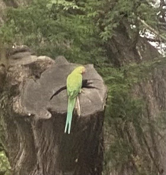 Rose-ringed Parakeet - ML634623206