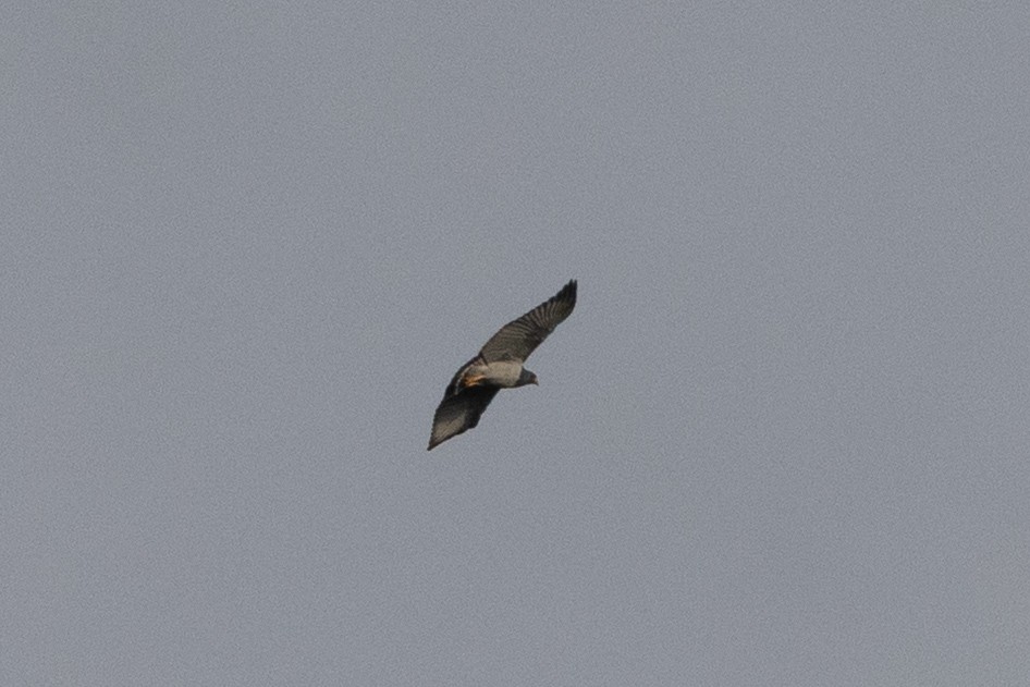 Barred Hawk - ML634623214