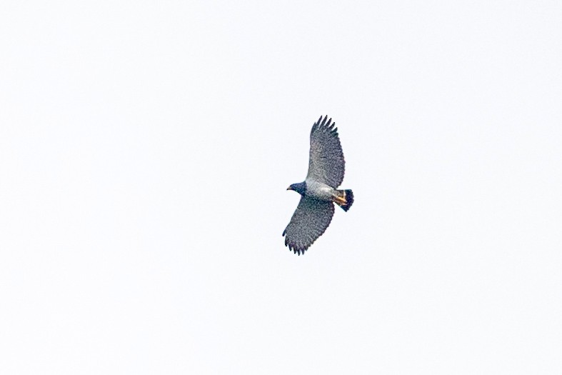 Barred Hawk - ML634623216