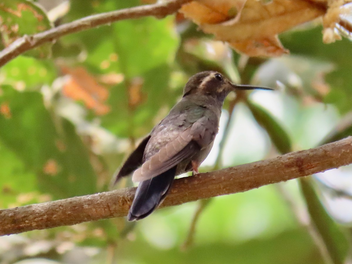 Amethyst-throated Mountain-gem - ML634623236