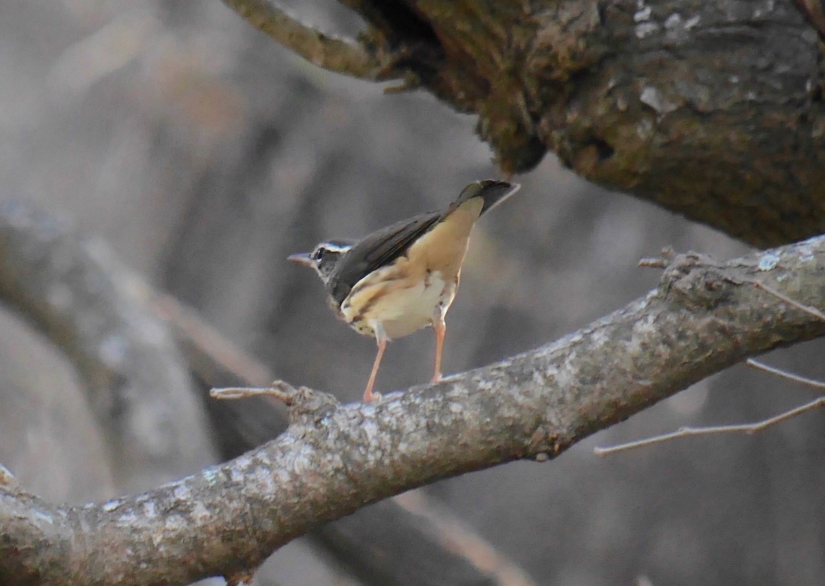 Louisiana Waterthrush - ML634623317