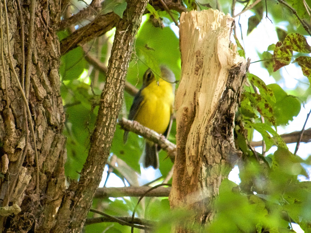 Golden-crowned Warbler - ML634623349