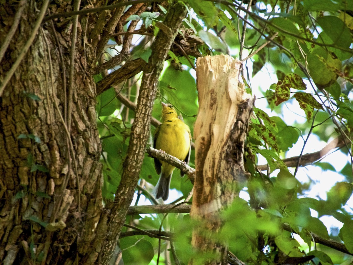 Golden-crowned Warbler - ML634623350
