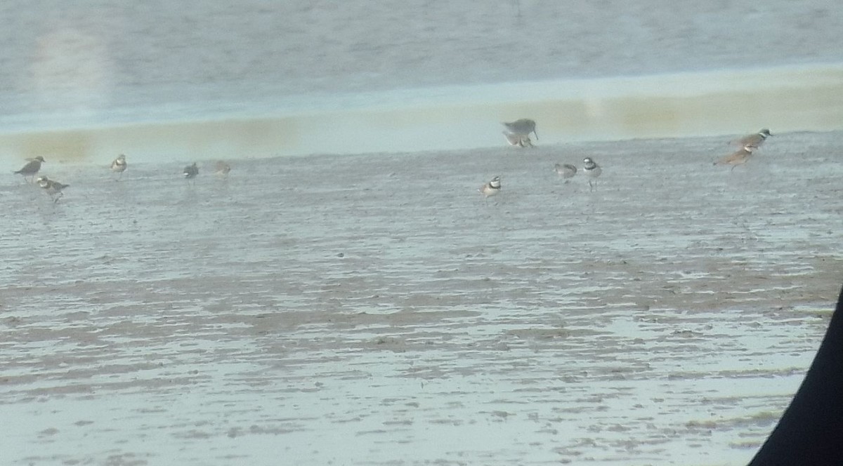 Semipalmated Plover - ML634623375