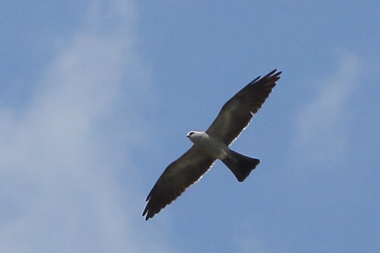 Mississippi Kite - ML634623411