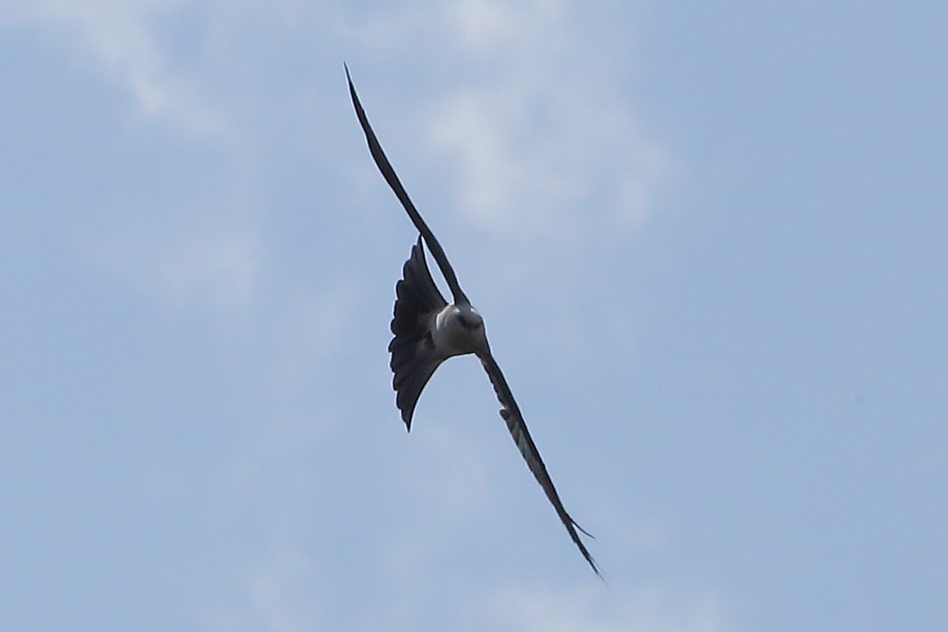 Mississippi Kite - ML634623434