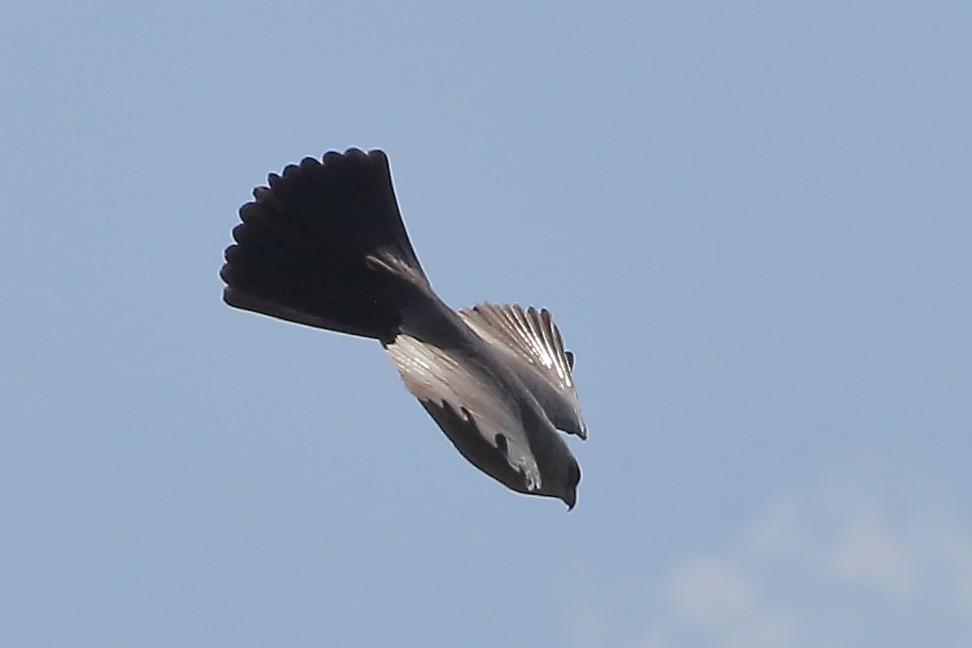 Mississippi Kite - ML634623442