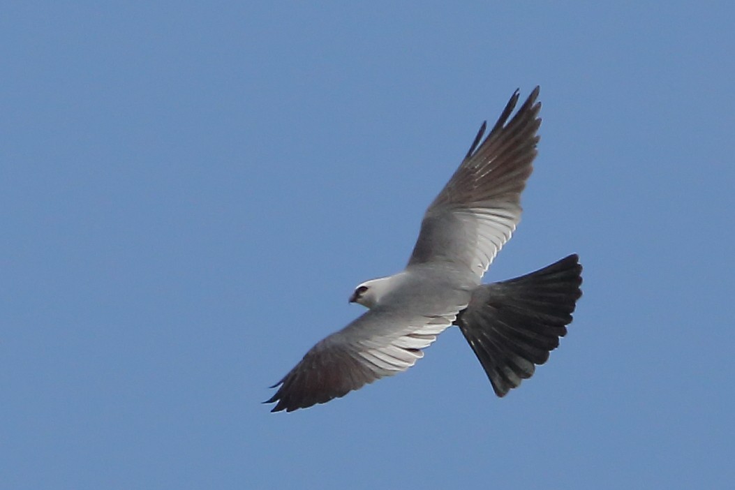 Mississippi Kite - ML634623448