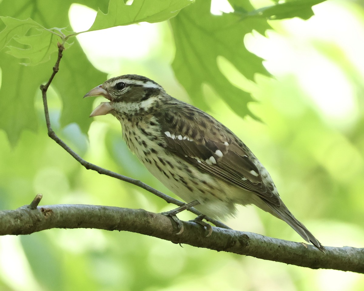 Rose-breasted Grosbeak - ML634623553