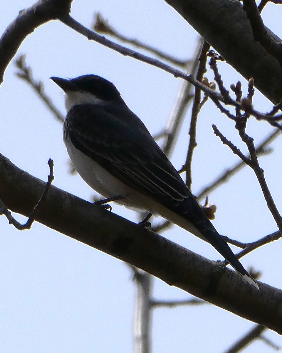 Eastern Kingbird - ML634623654