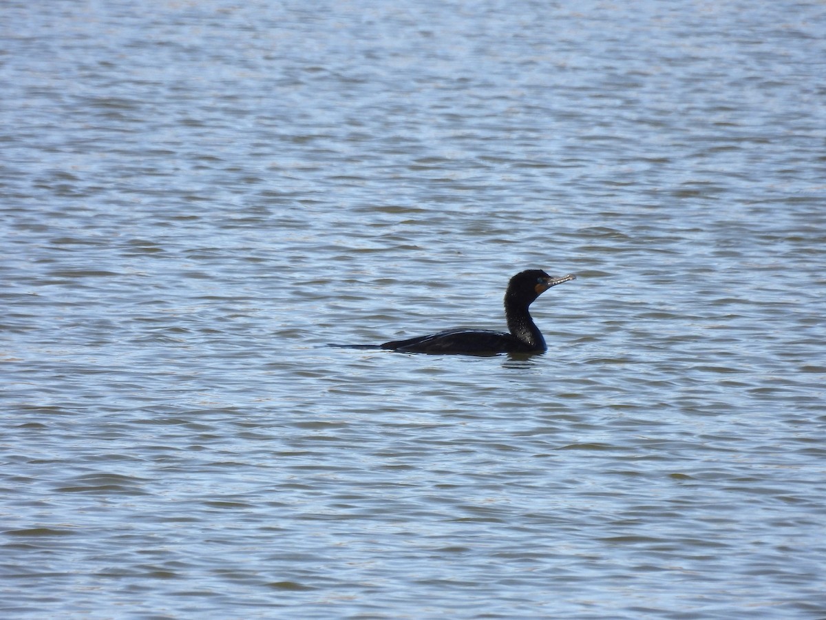 Cormoran à aigrettes - ML634623668