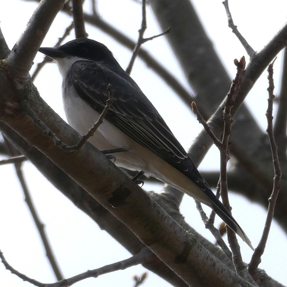 Eastern Kingbird - ML634623669