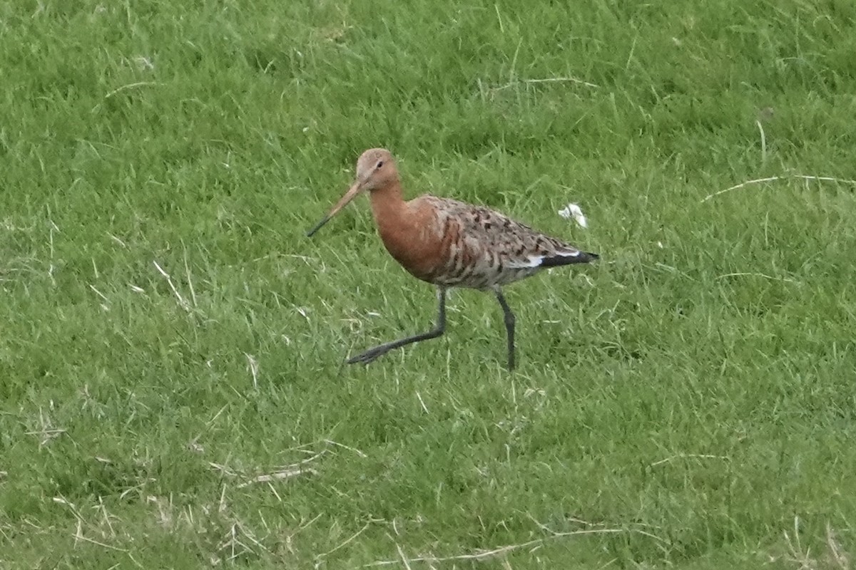 Black-tailed Godwit - ML634623720