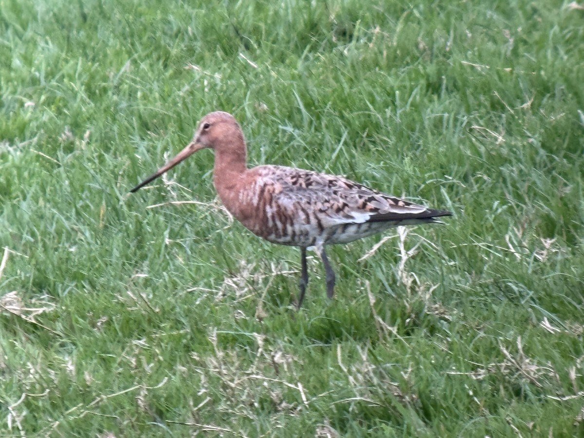 Black-tailed Godwit - ML634623822
