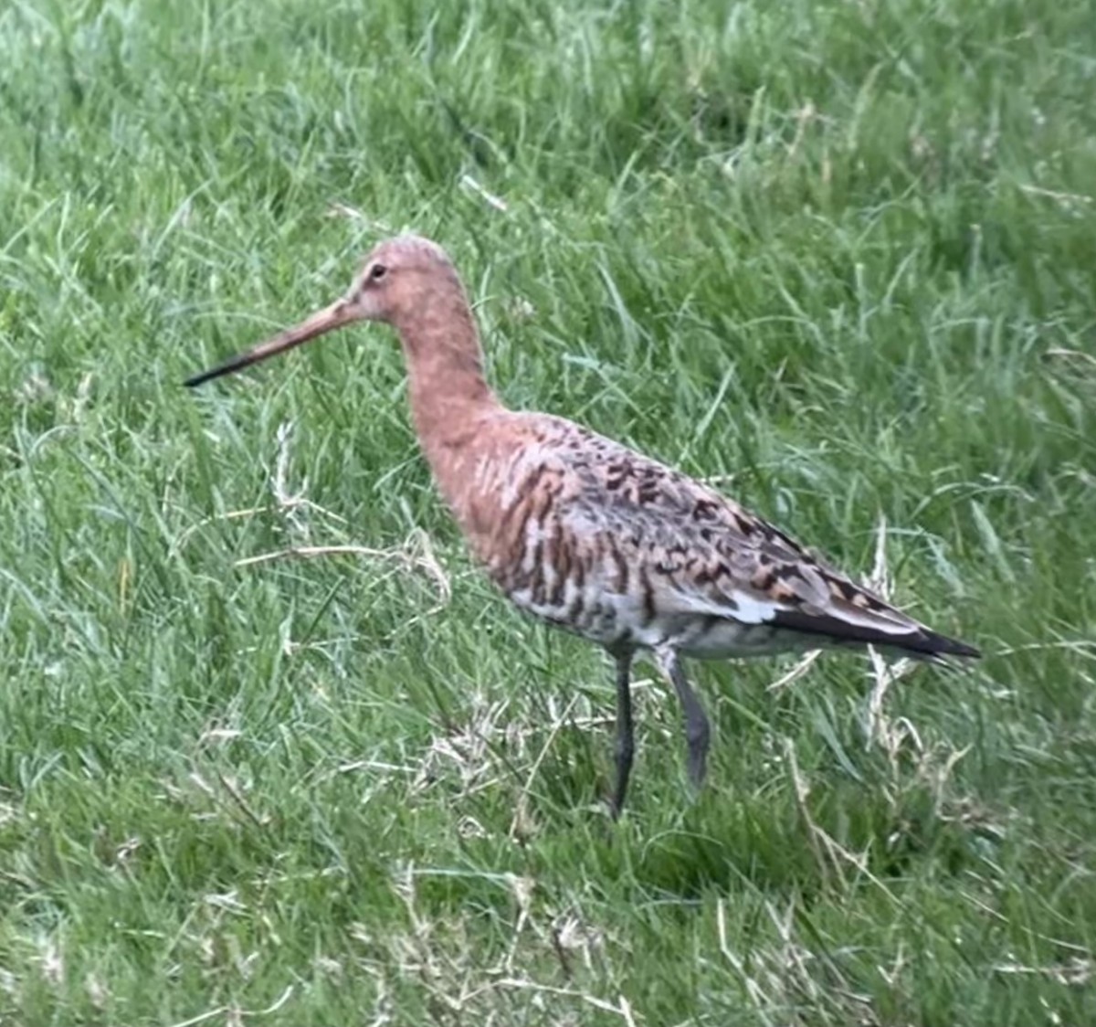 Black-tailed Godwit - ML634623823