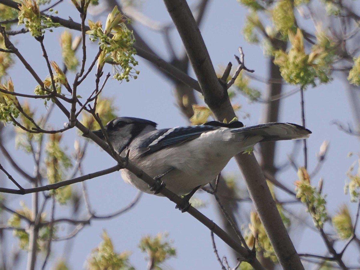 Blue Jay - ML634623837
