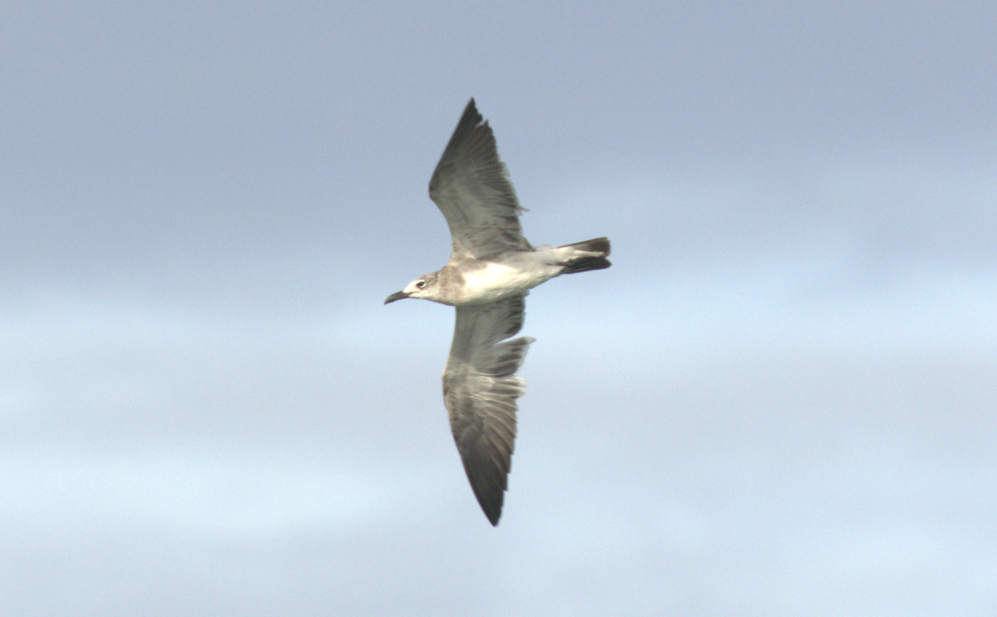 Laughing Gull - ML634623905