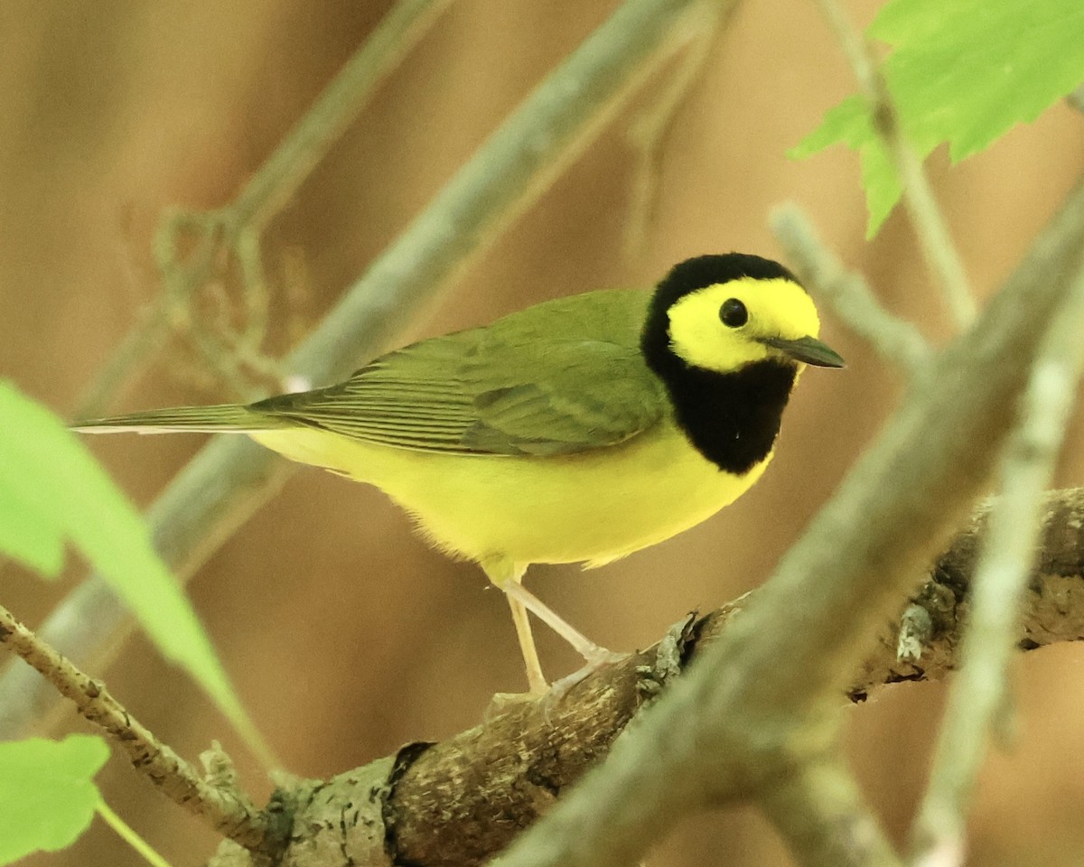 Hooded Warbler - ML634623964