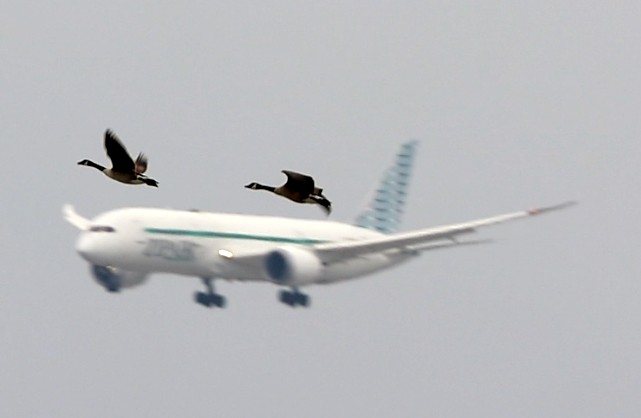 Canada Goose - ML634623977