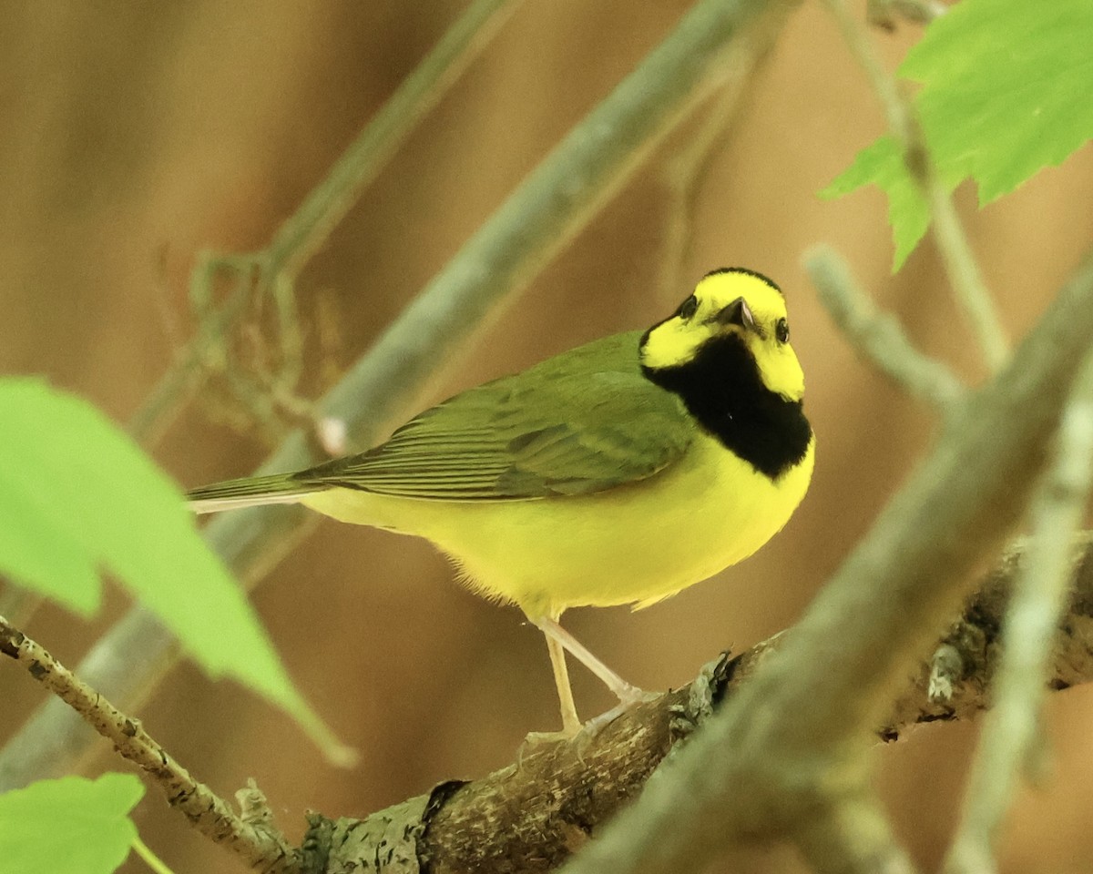 Hooded Warbler - ML634624045