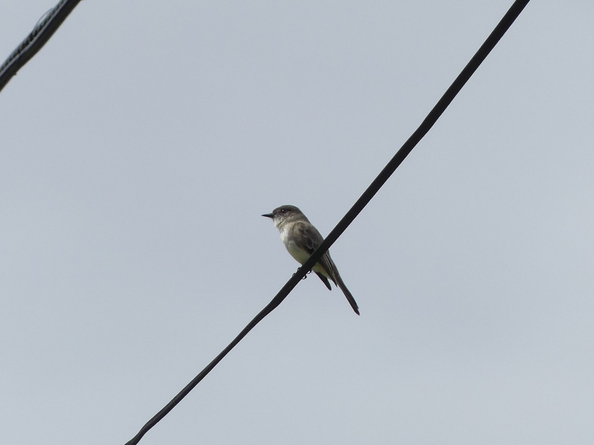 Eastern Phoebe - ML634624091