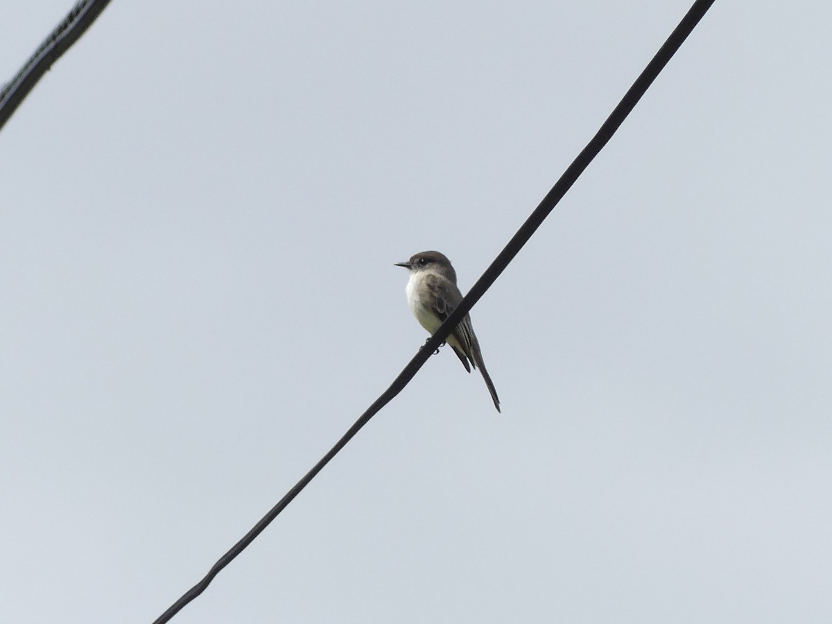 Eastern Phoebe - ML634624099