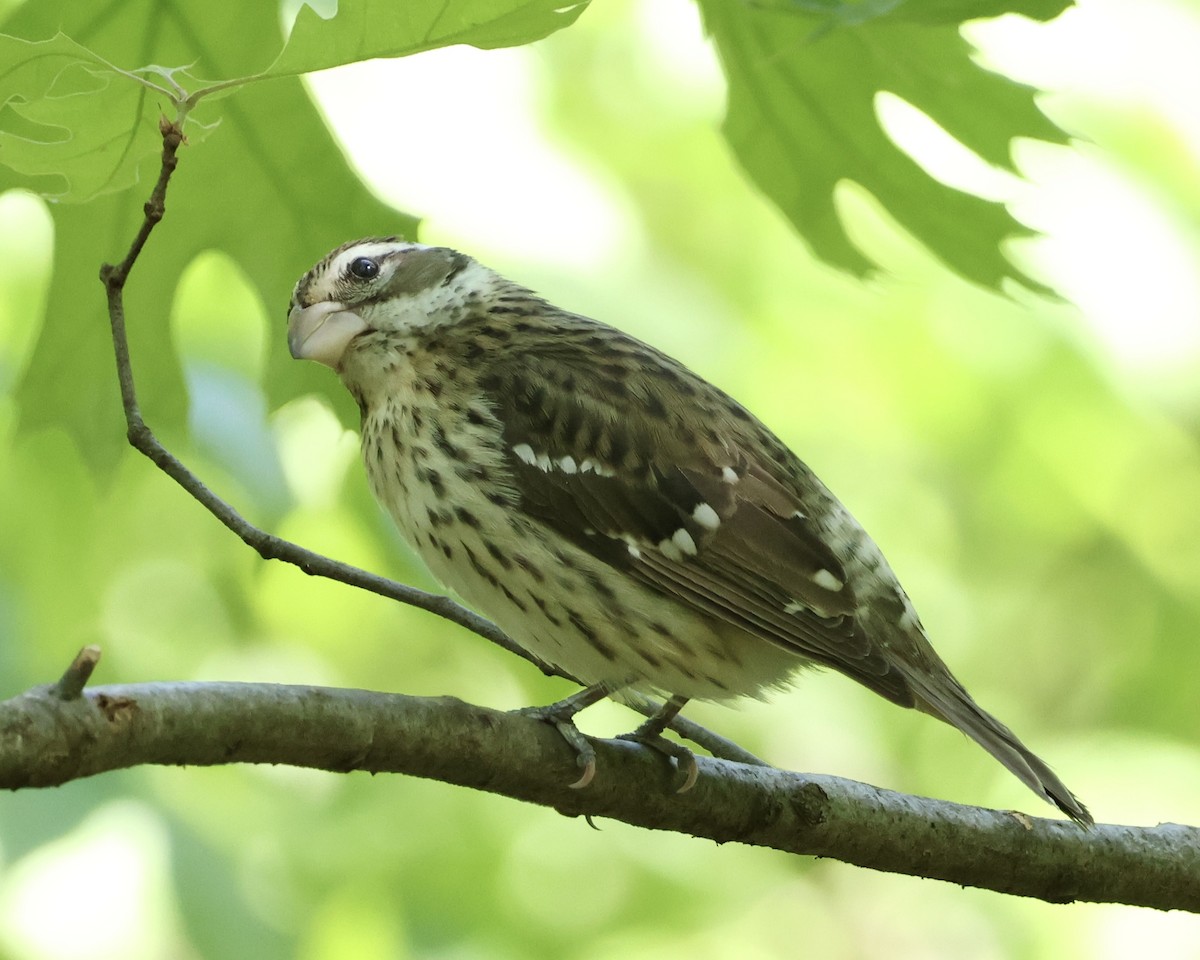 Rose-breasted Grosbeak - ML634624196