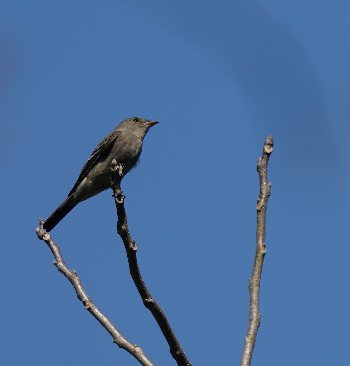 pewee sp. (Contopus sp.) - ML634624234