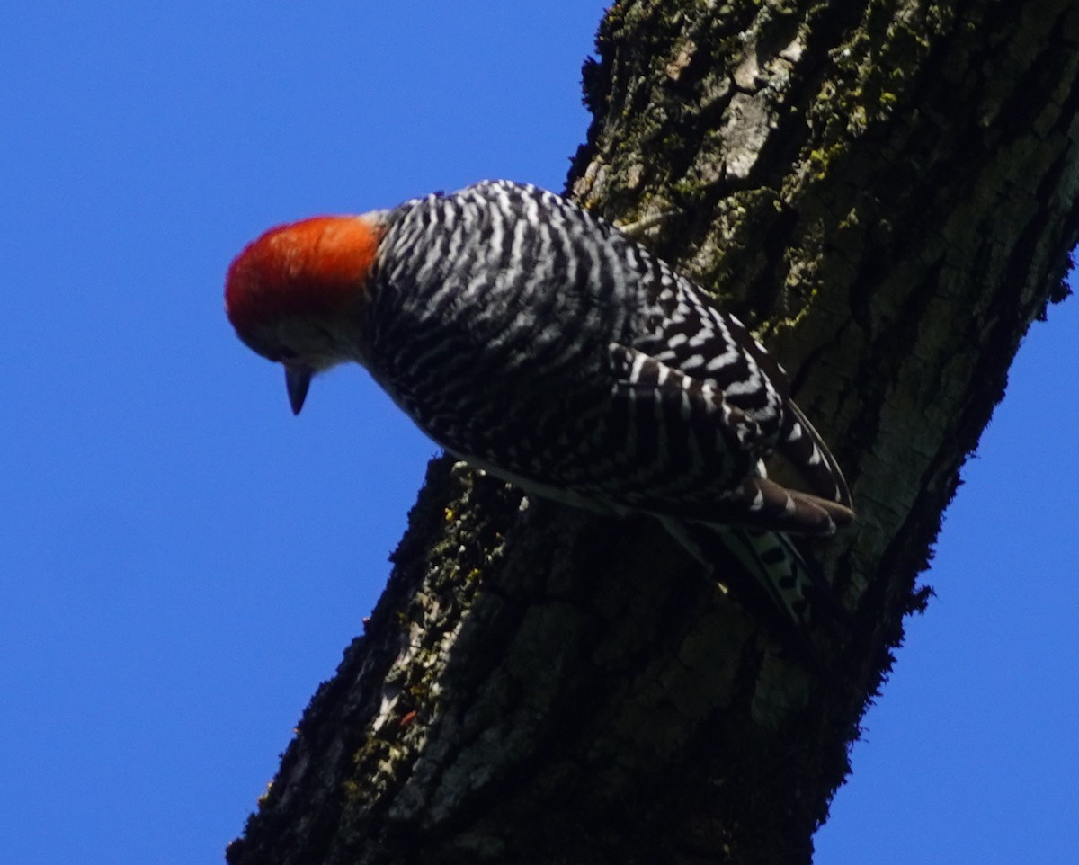 Red-bellied Woodpecker - ML634624339