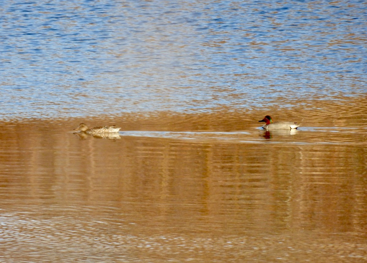 Green-winged Teal - ML634624349