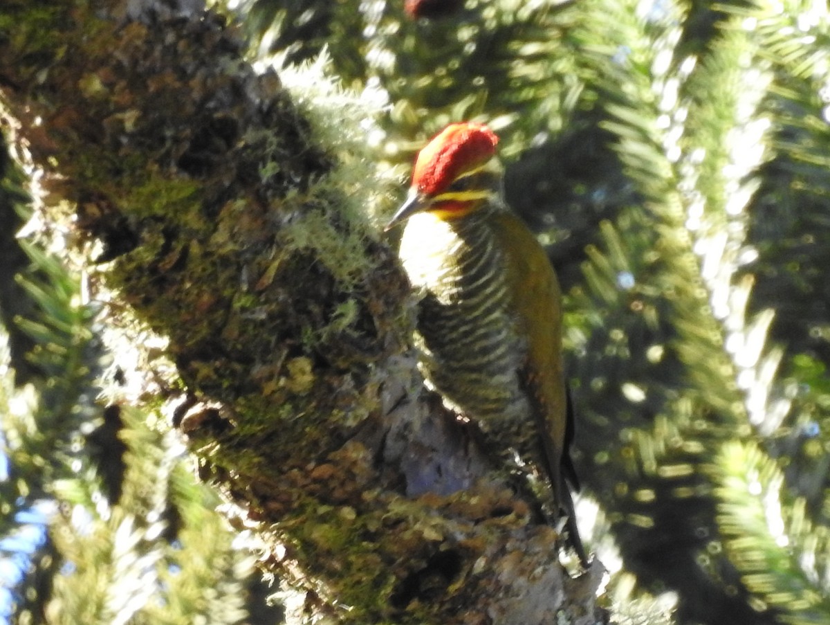 White-browed Woodpecker - ML634624433