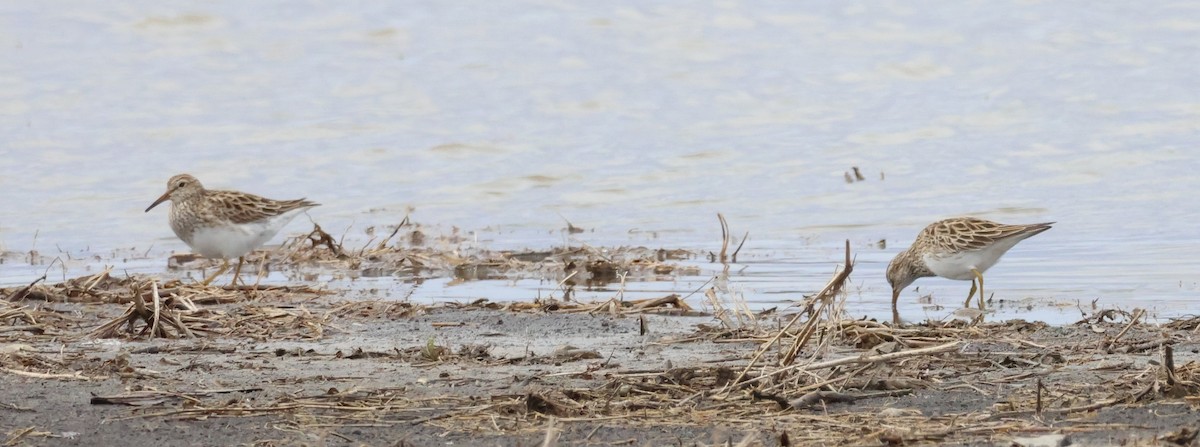 Pectoral Sandpiper - ML634624520