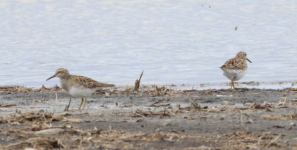 Pectoral Sandpiper - ML634624521