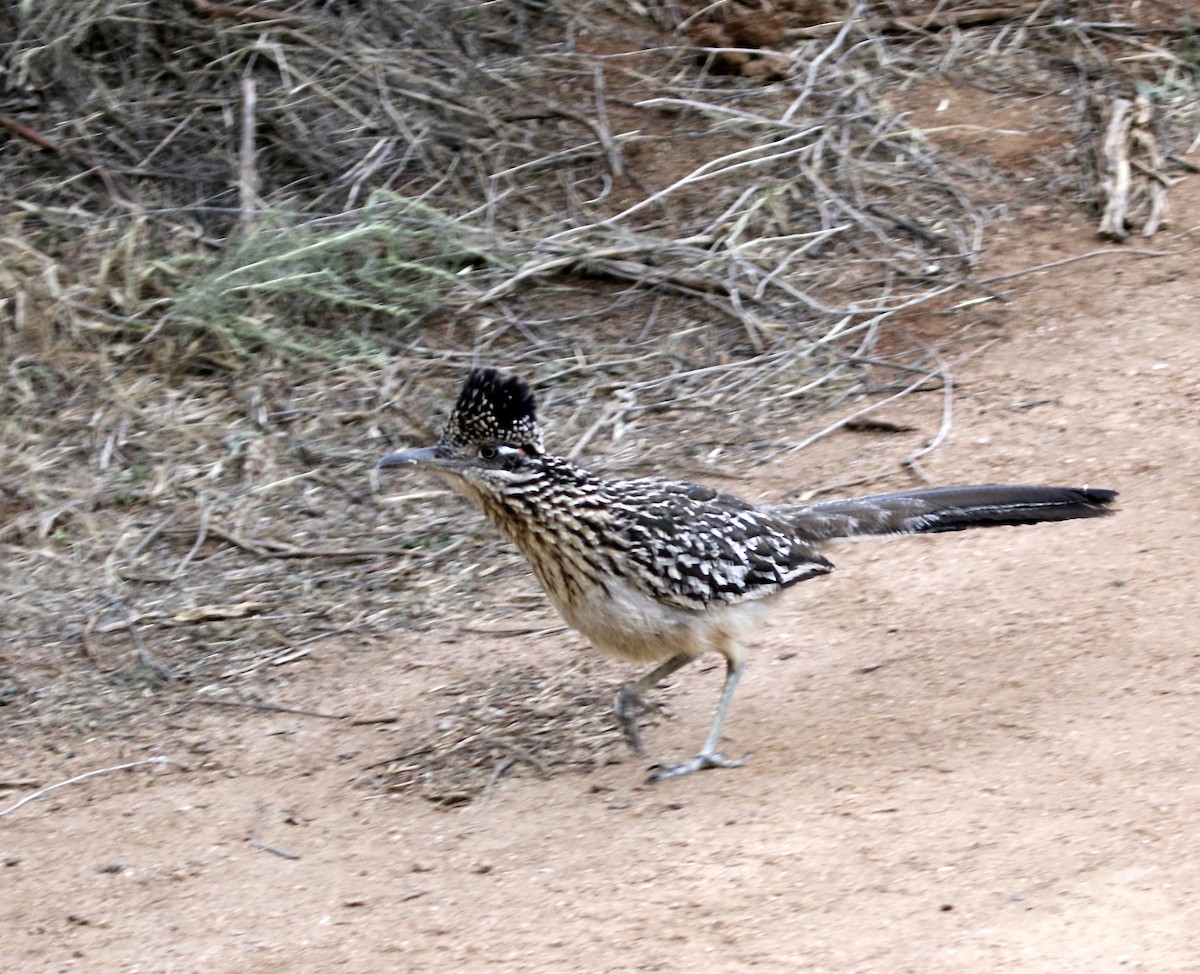 Greater Roadrunner - ML634624608