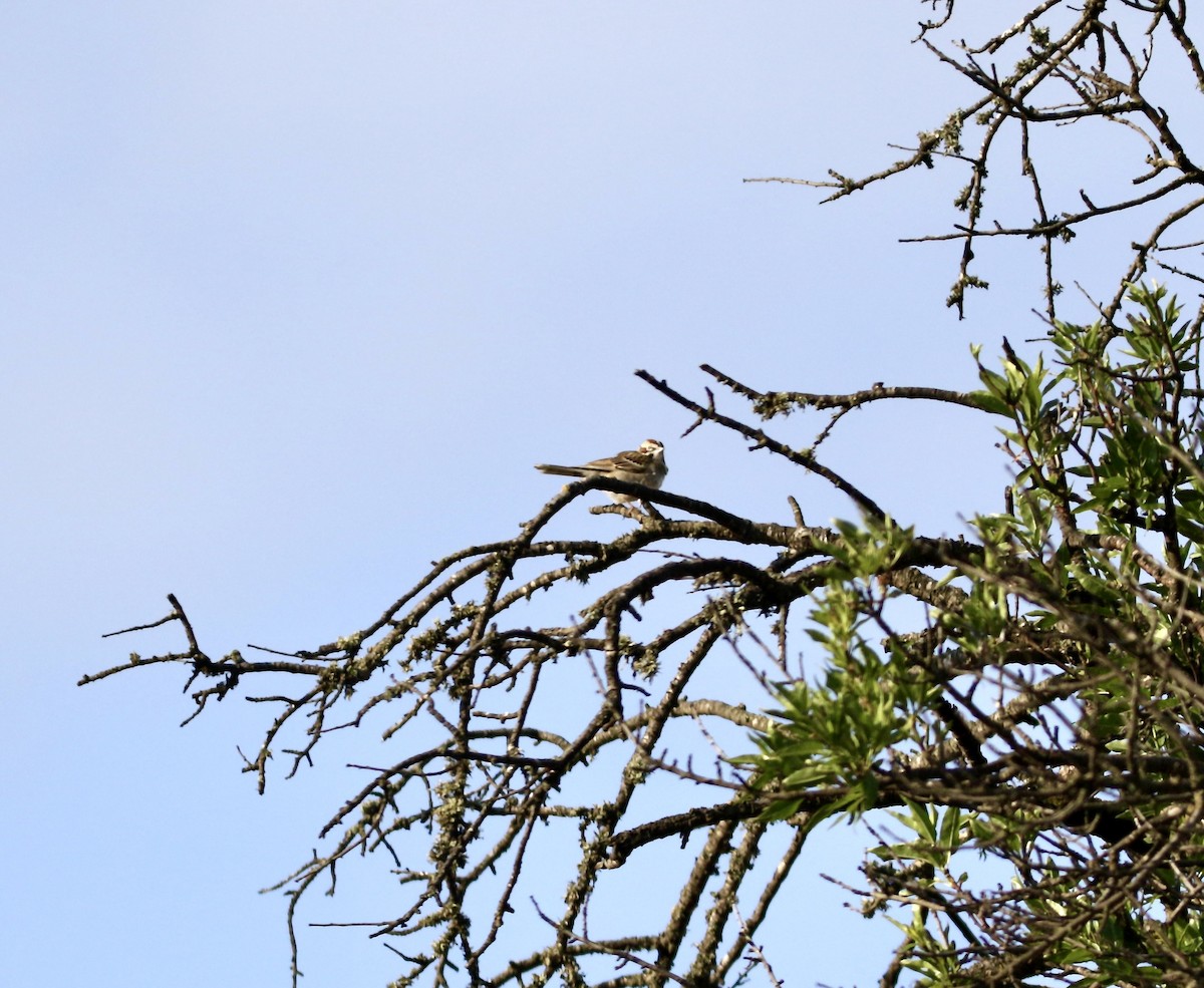 Lark Sparrow - ML634624613