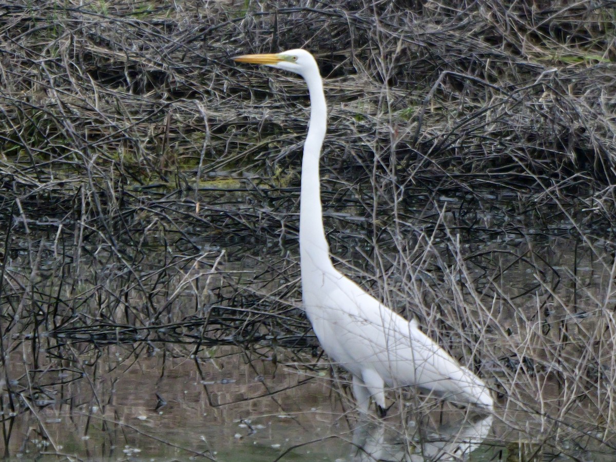 Great Egret - ML634624642