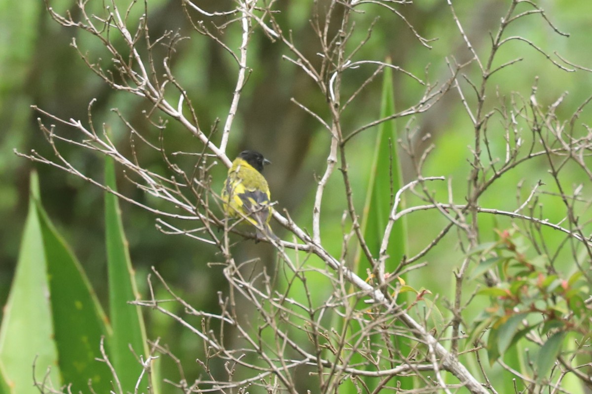 Hooded Siskin - ML634624649