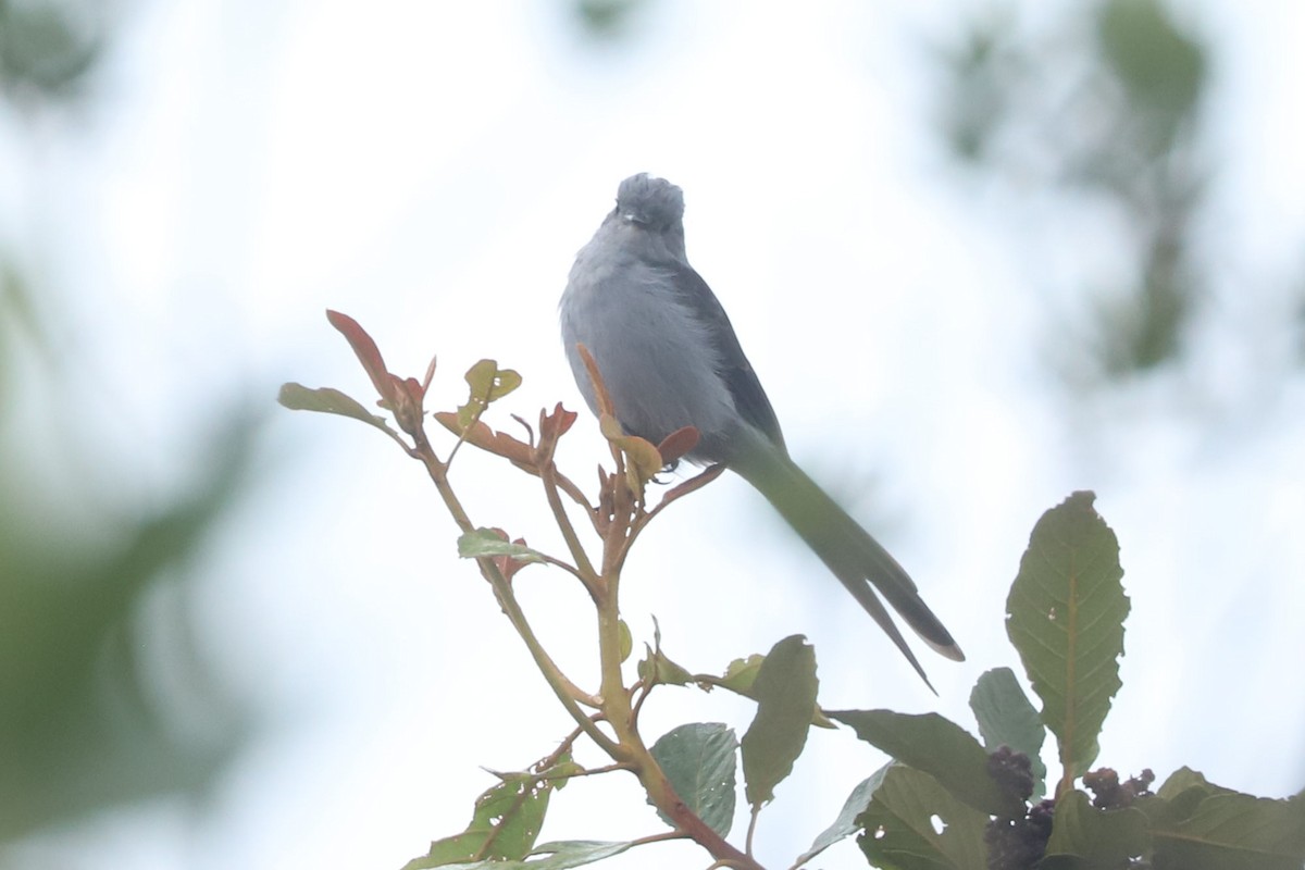 Shear-tailed Gray Tyrant - ML634624656
