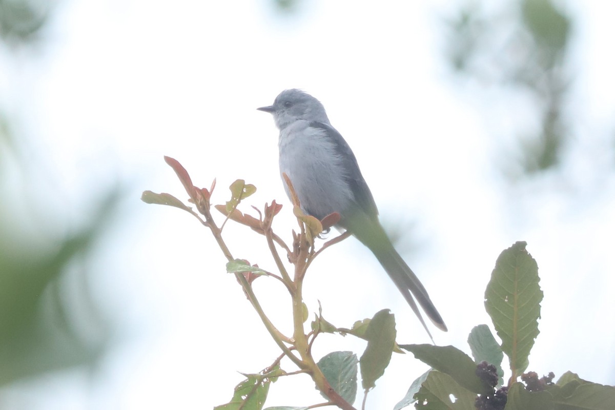 Shear-tailed Gray Tyrant - ML634624657