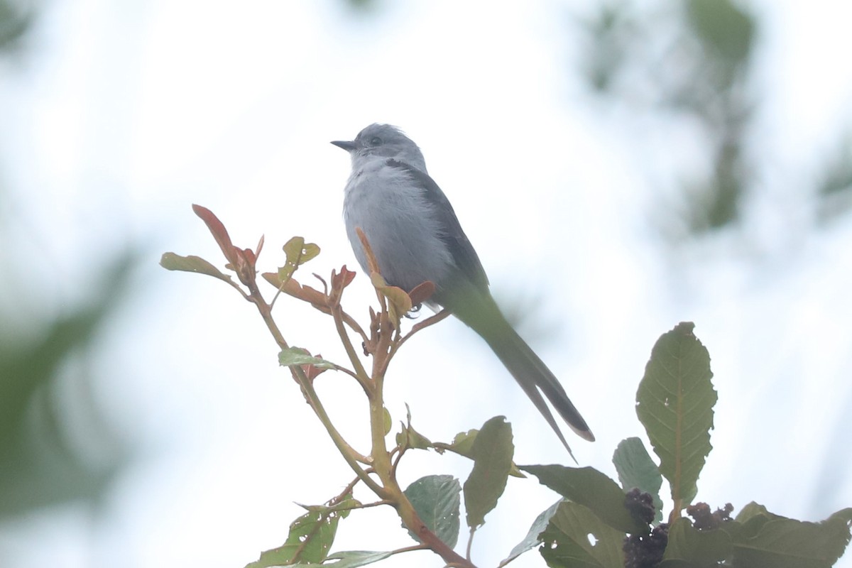 Shear-tailed Gray Tyrant - ML634624658