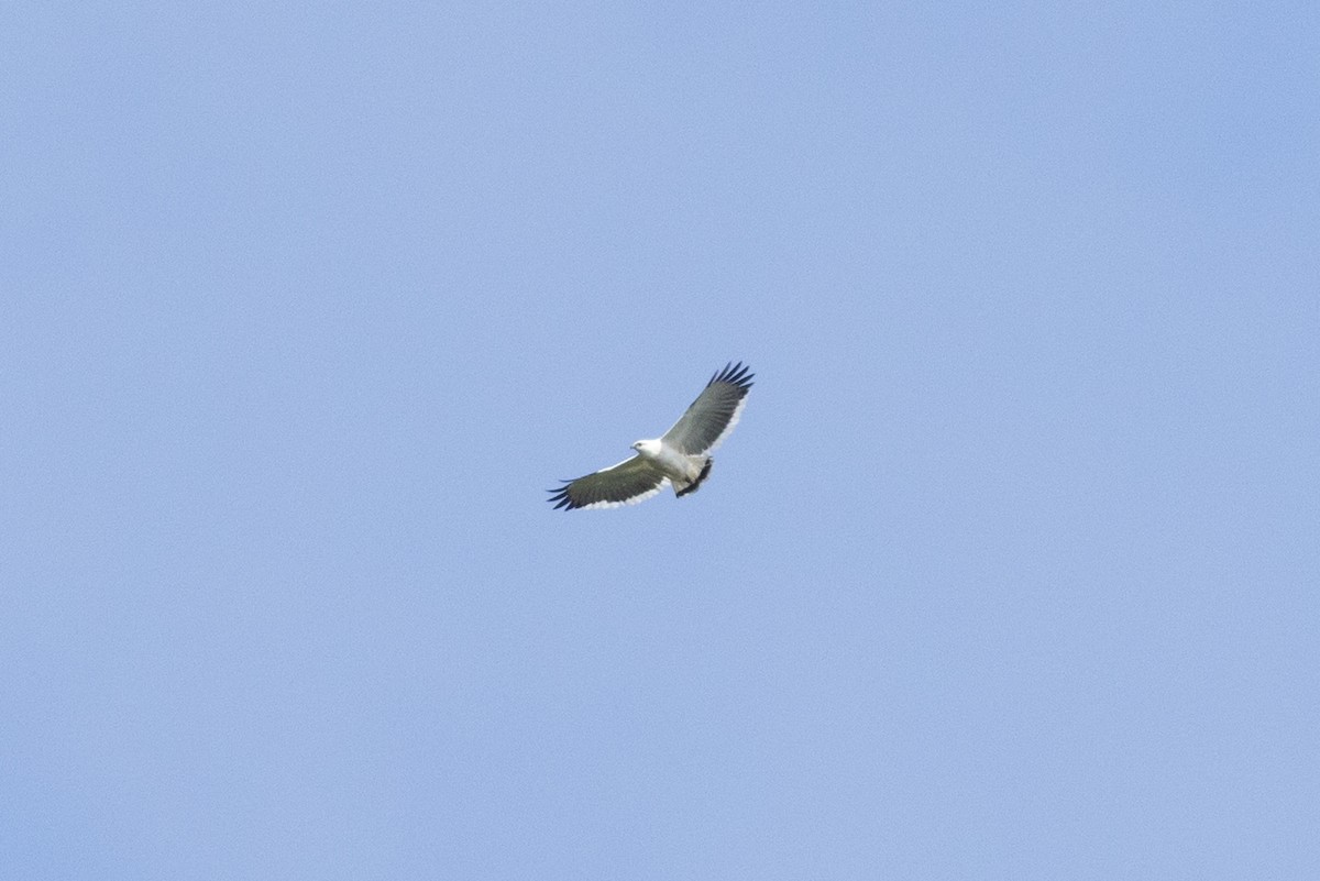 White Hawk - ML634624691