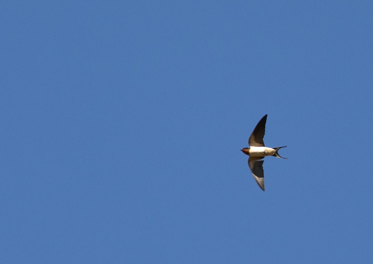 Асрын хараацай - ML634624775