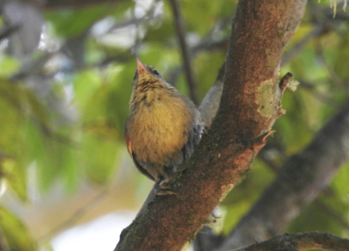 Olive Spinetail - ML634624781