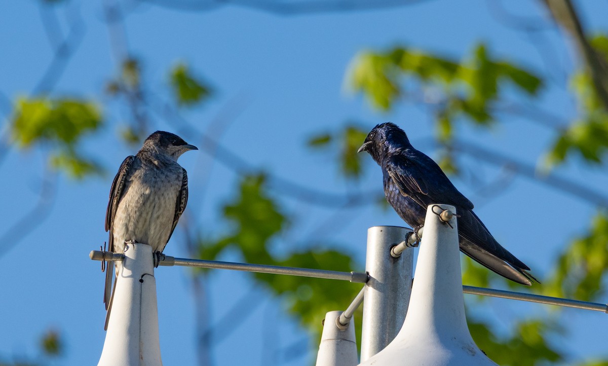 Purple Martin - ML634624828