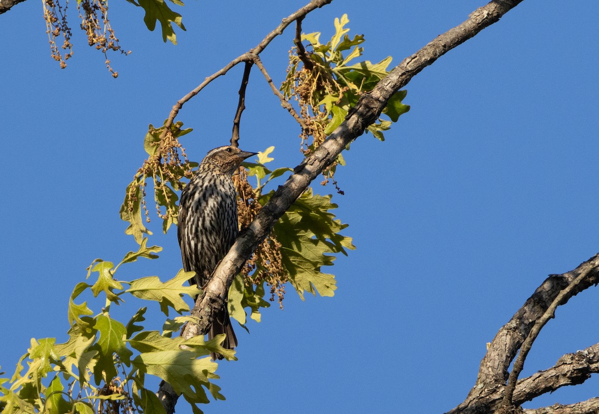 Red-winged Blackbird - ML634624841