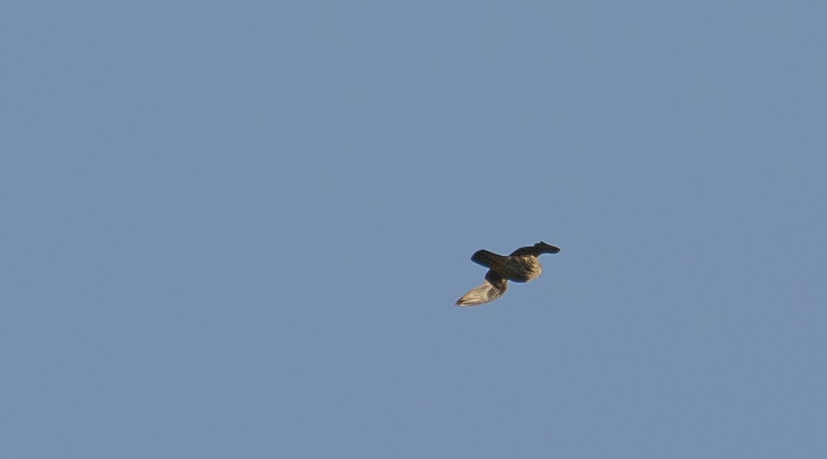 Peregrine Falcon - ML634624856