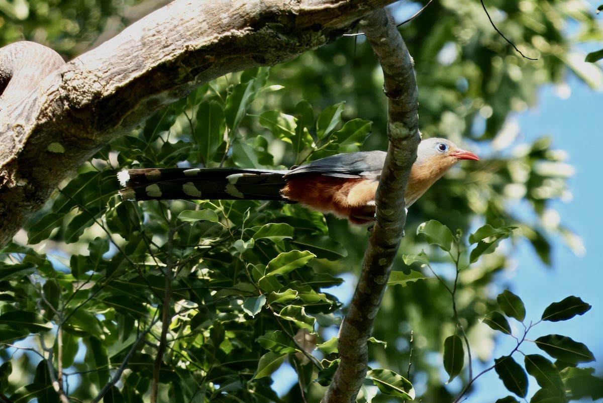 Red-billed Malkoha - ML634624864