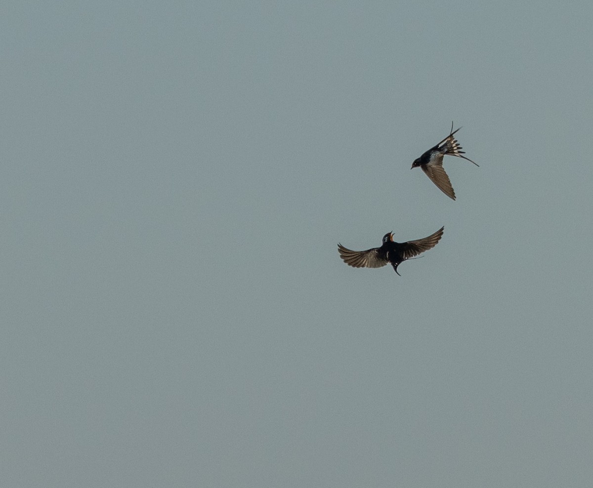 Barn Swallow - ML634624873